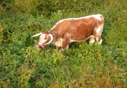 cow_in_field.jpg