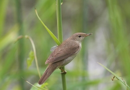 reed_warbler.jpg