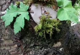 tree_clay_01.jpg