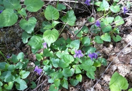 Dog Violets.jpg