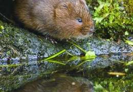 project_water_vole_conservation_01.jpg