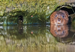 project_water_vole_conservation_02.jpg