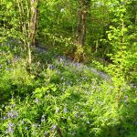 Conservation and Management of Ancient Woodland