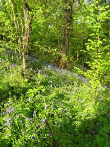 Conservation and Management of Ancient Woodland