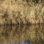 Water Quality Improvement