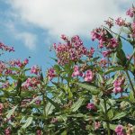 Invasive Species Initiative