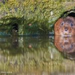 Water Vole Conservation