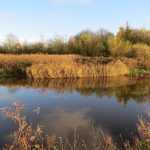 Wetland Habitat Improvement