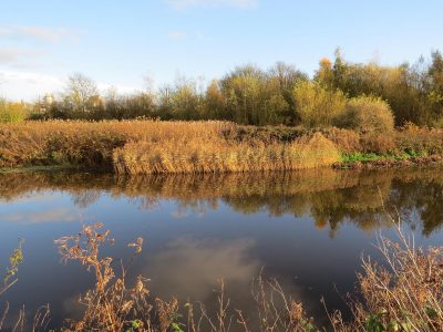 Wetland Habitat Improvement