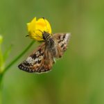 Butterfly on flower