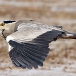Heron