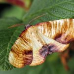 FoAM Breakfast with Moths - Scorched Wing Malpas