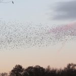 FoAM Dawn Chorus