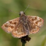 Wildlife Walk