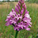 Orchid