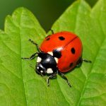 Ladybird