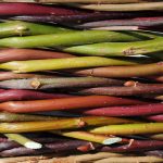 Withies, Warp & Weft