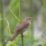 reed warbler