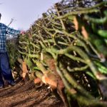 Hedge Rows