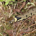 Wildlife Walk